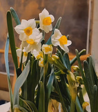 Load image into Gallery viewer, Online Monthly Chinese Painting Membership -- 🌸 January Theme, Chinese Daffodil &amp; Plum Blossoms
